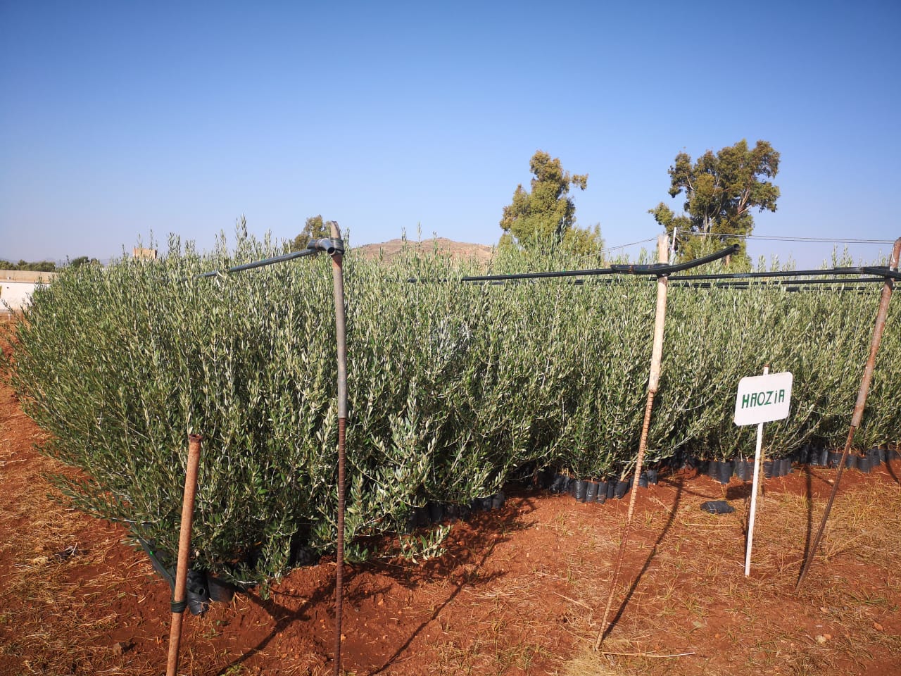 Assistance technique pour la supervision, le suivi et le contrôle des travaux de plantation de 200 hectares de l’olivier et 36 ha de la lavande et l’accompagnement des groupements des agriculteurs bénéficiaires, au niveau de la commune territoriale d’Aguelmous Province de Khenifra