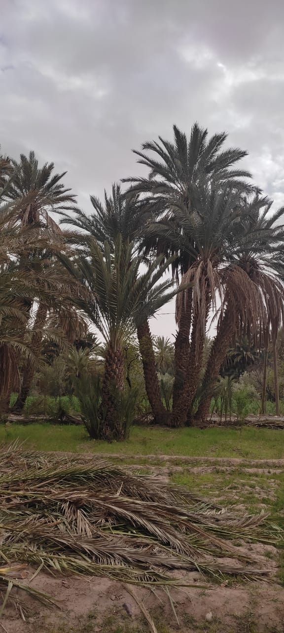 Assistance technique de l’Office Régional de Mise en Valeur Agricole d’Ouarzazate pour la supervision et le suivi des travaux de nettoyage de 40.000 touffes du palmier dattier