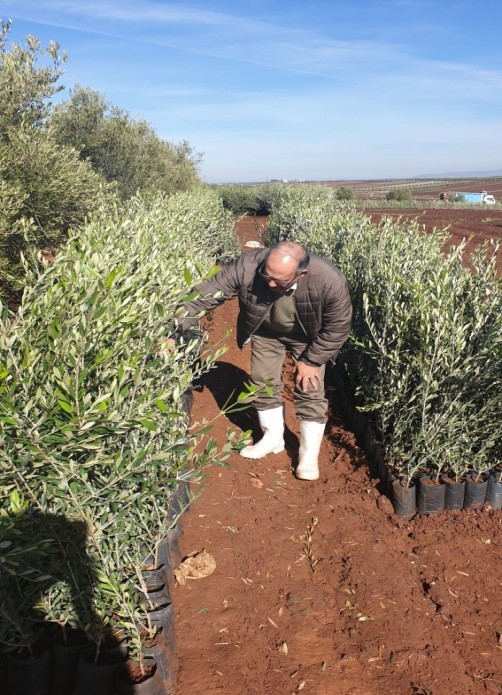 Assistance technique pour les travaux de plantation de 100 ha d’olivier dans la commune de Shoul préfecture de Salé