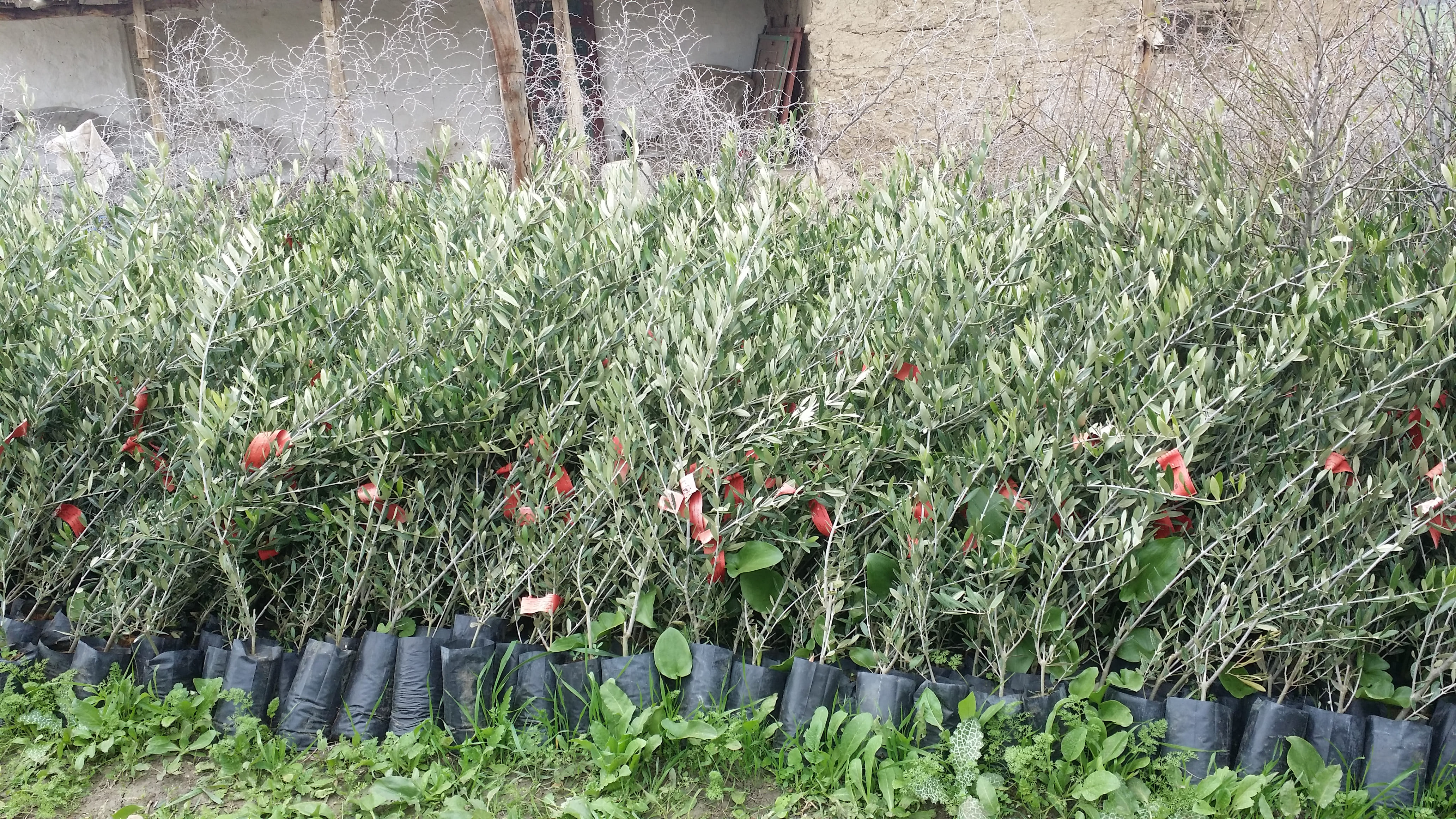Assistance technique pour la supervision des travaux de plantations de 2000 ha d’olivier et d’accompagnement des groupements bénéficiaires dans les communes rurales d’Imlil, Ouaoula et Sidi Yaacoub, cercle de Demnate, les communes rurales de Tabia et Tisq
