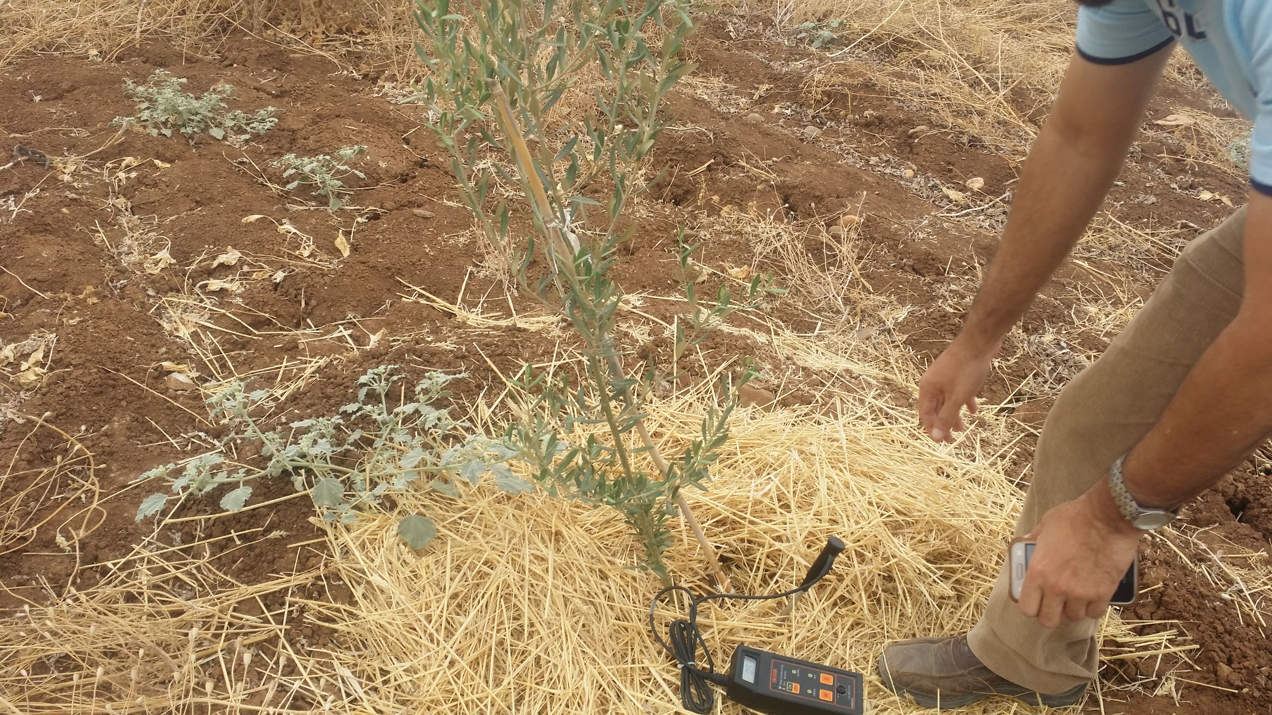 Travaux de plantation d’olivier sur une superficie de 2000 HA au niveau des communes rurales d’Ouled Khallof, Oued Lkhdar, Sor Al Az, Sidi rahal (Afiad) et Zemrane gharbia (Takhyart), Province d’Elkelaa des Sraghna