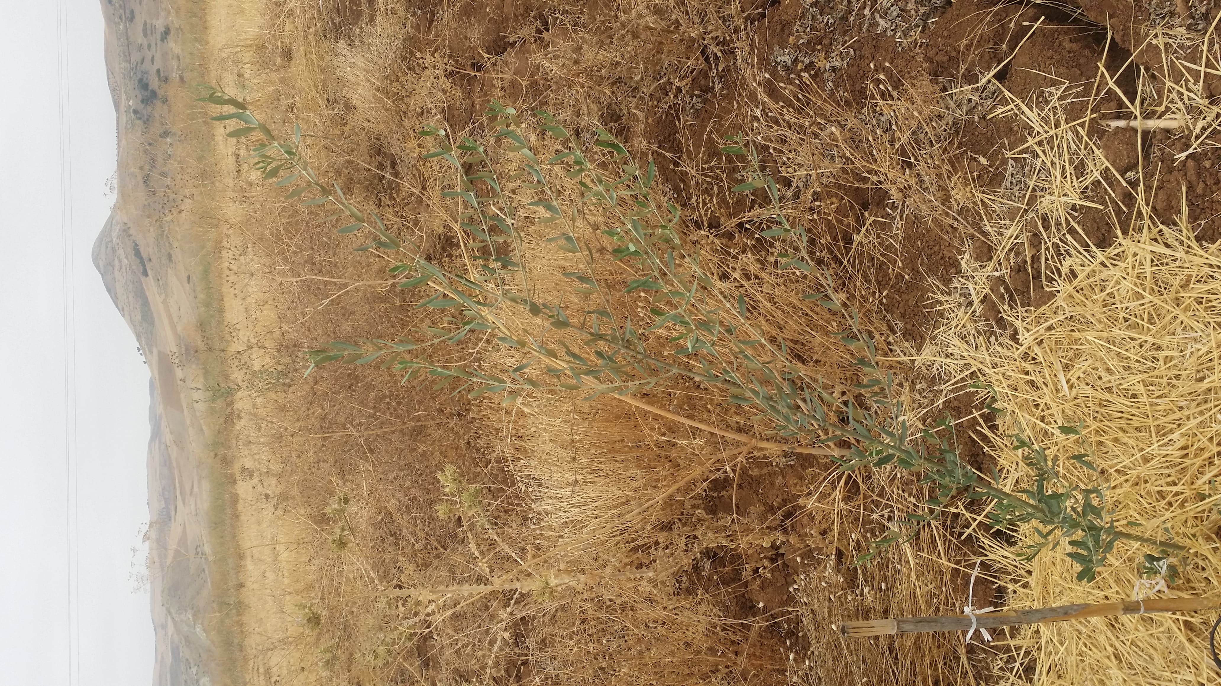 Travaux de plantation d’olivier sur une superficie de 2000 HA au niveau des communes rurales d’Ouled Khallof, Oued Lkhdar, Sor Al Az, Sidi rahal (Afiad) et Zemrane gharbia (Takhyart), Province d’Elkelaa des Sraghna