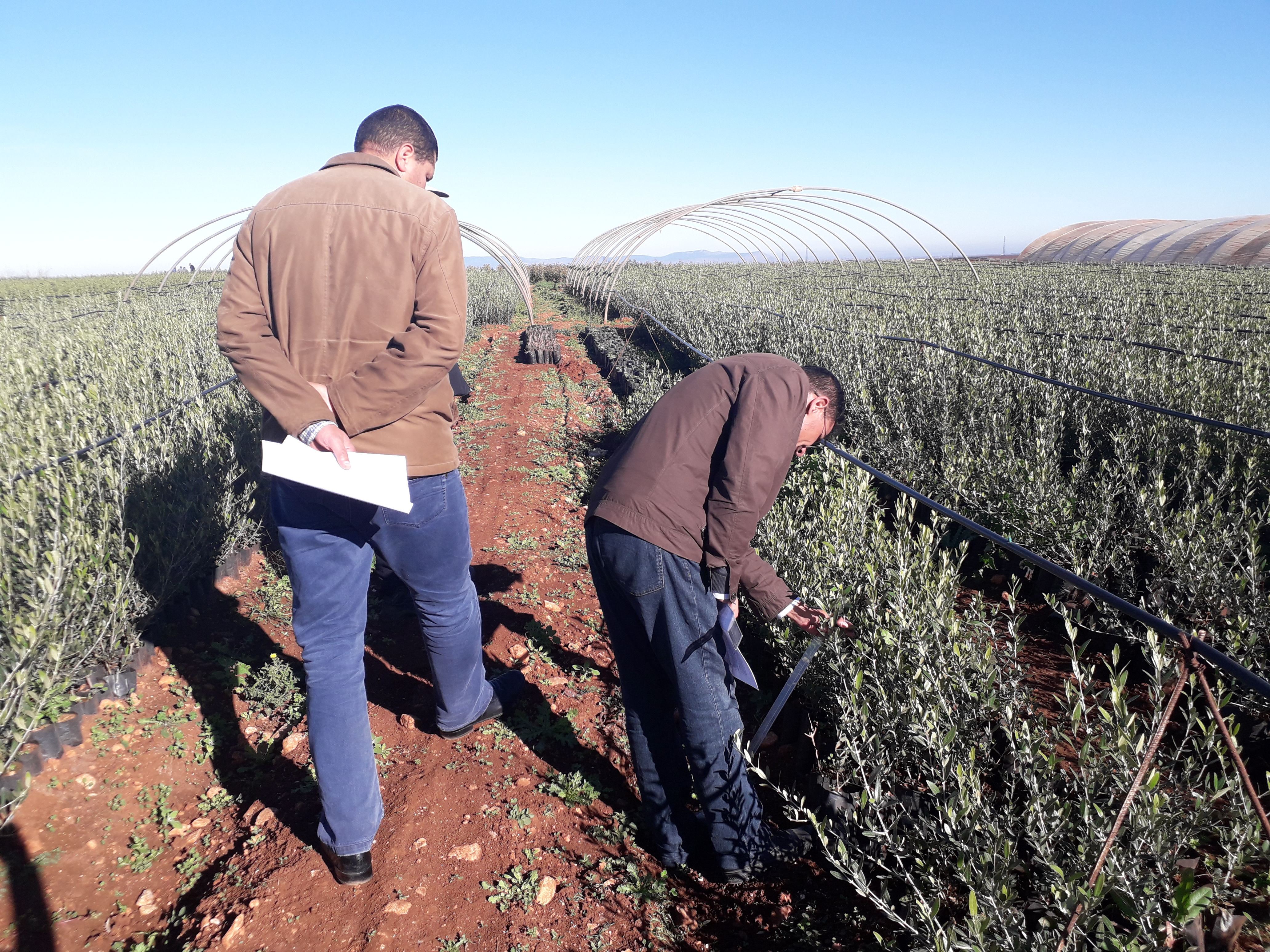 Assistance technique pour la supervision, le suivi des travaux de plantation de 60 ha de figuier et l’accompagnement des groupements des bénéficiaires dans la zone d’action de la direction provinciale de l’agriculture de Sefrou : Commune rurale d’El Adrej – Province de Sefrou