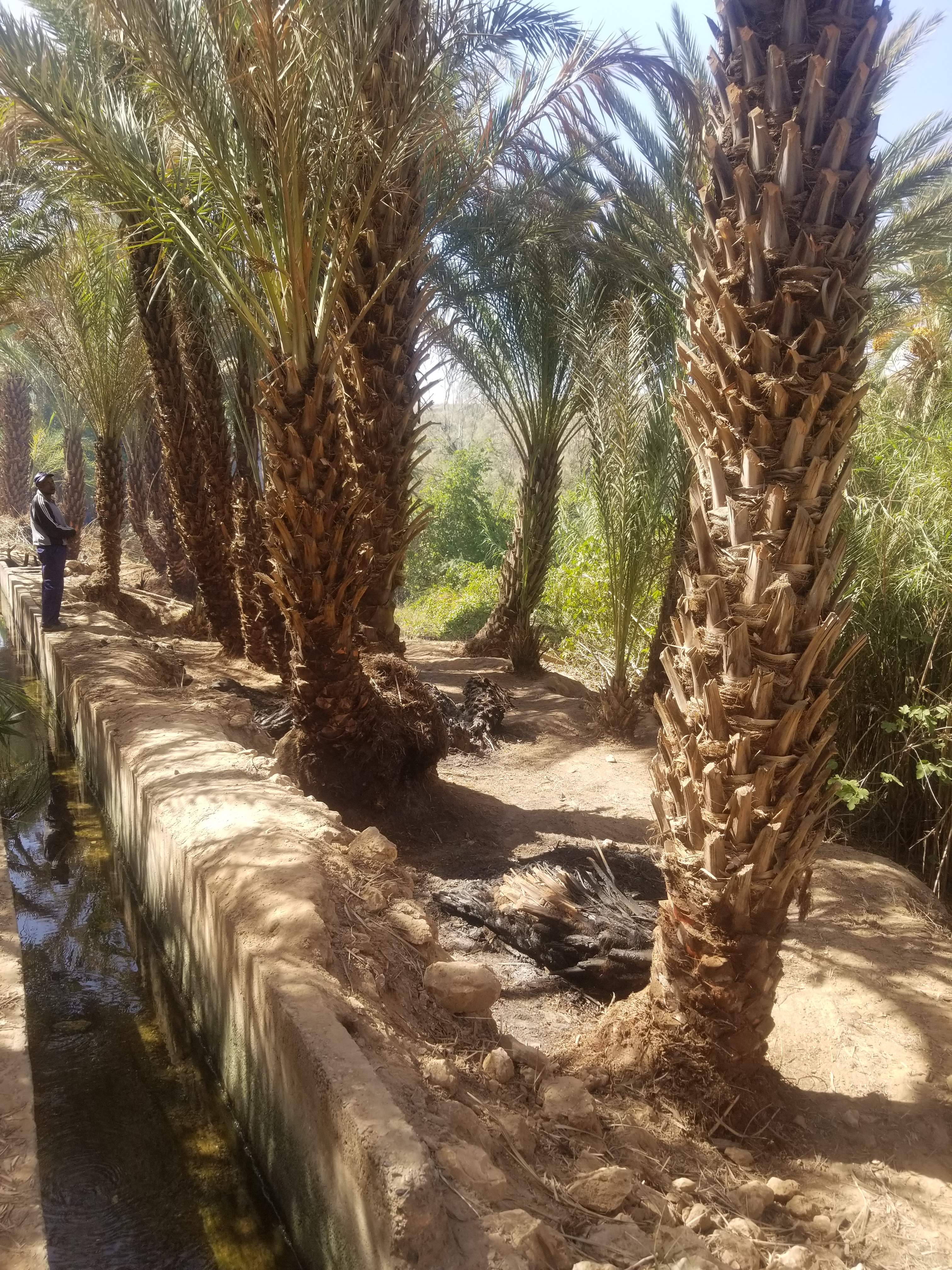 Assistance technique pour le suivi et la supervision des travaux de plantation des palmiers dattiers au niveau des palmeraies de M’daghra, Kheng, Aoufous, Oued Naam, Tadighouste, Ghriss Essoufli, Mellaab et Aghbalou N’kerdouss   relevant de la zone d’action de l’ORMVA/TF