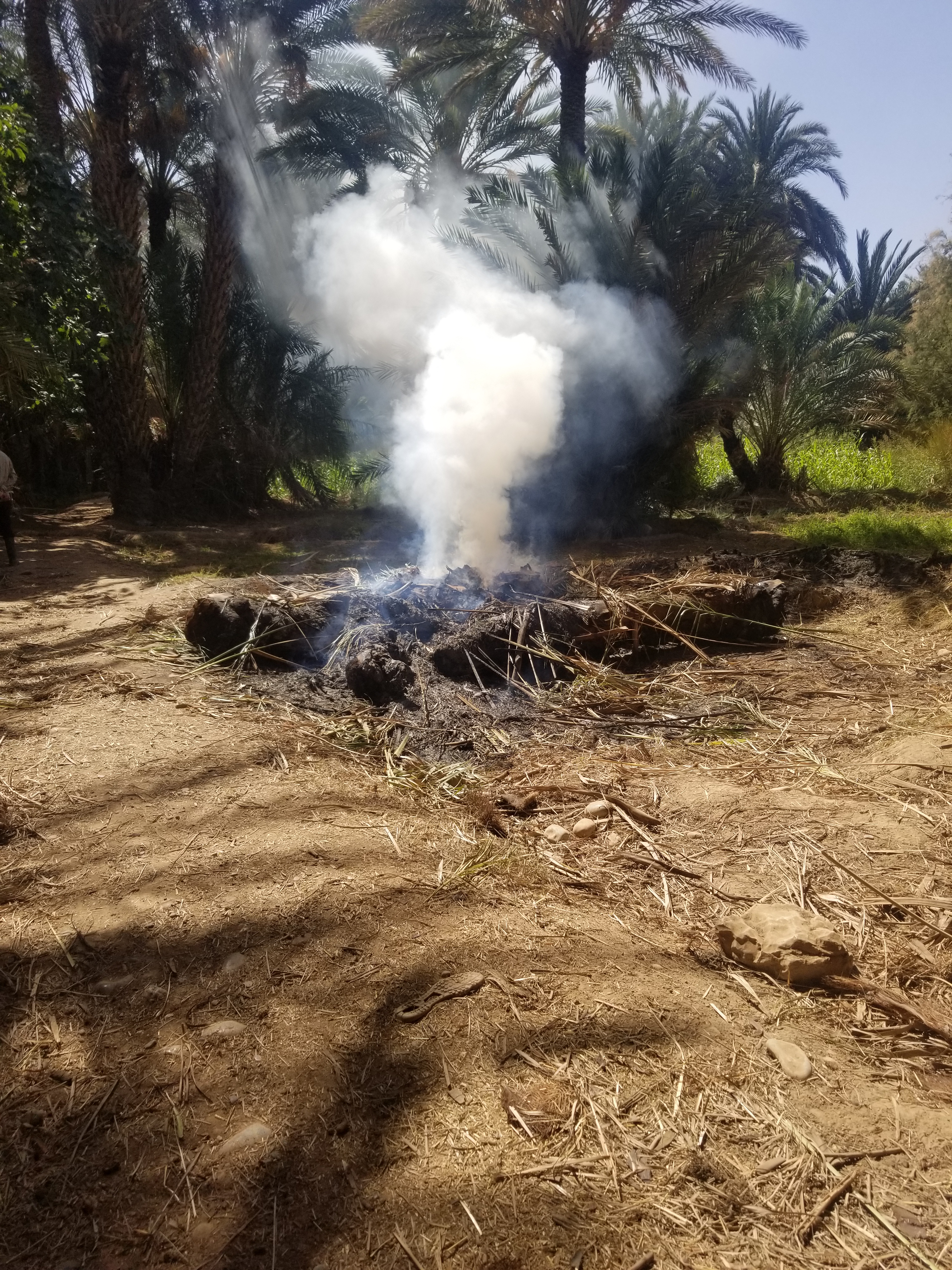 Assistance technique pour le suivi et la supervision des travaux de plantation des palmiers dattiers au niveau des palmeraies de M’daghra, Kheng, Aoufous, Oued Naam, Tadighouste, Ghriss Essoufli, Mellaab et Aghbalou N’kerdouss   relevant de la zone d’action de l’ORMVA/TF