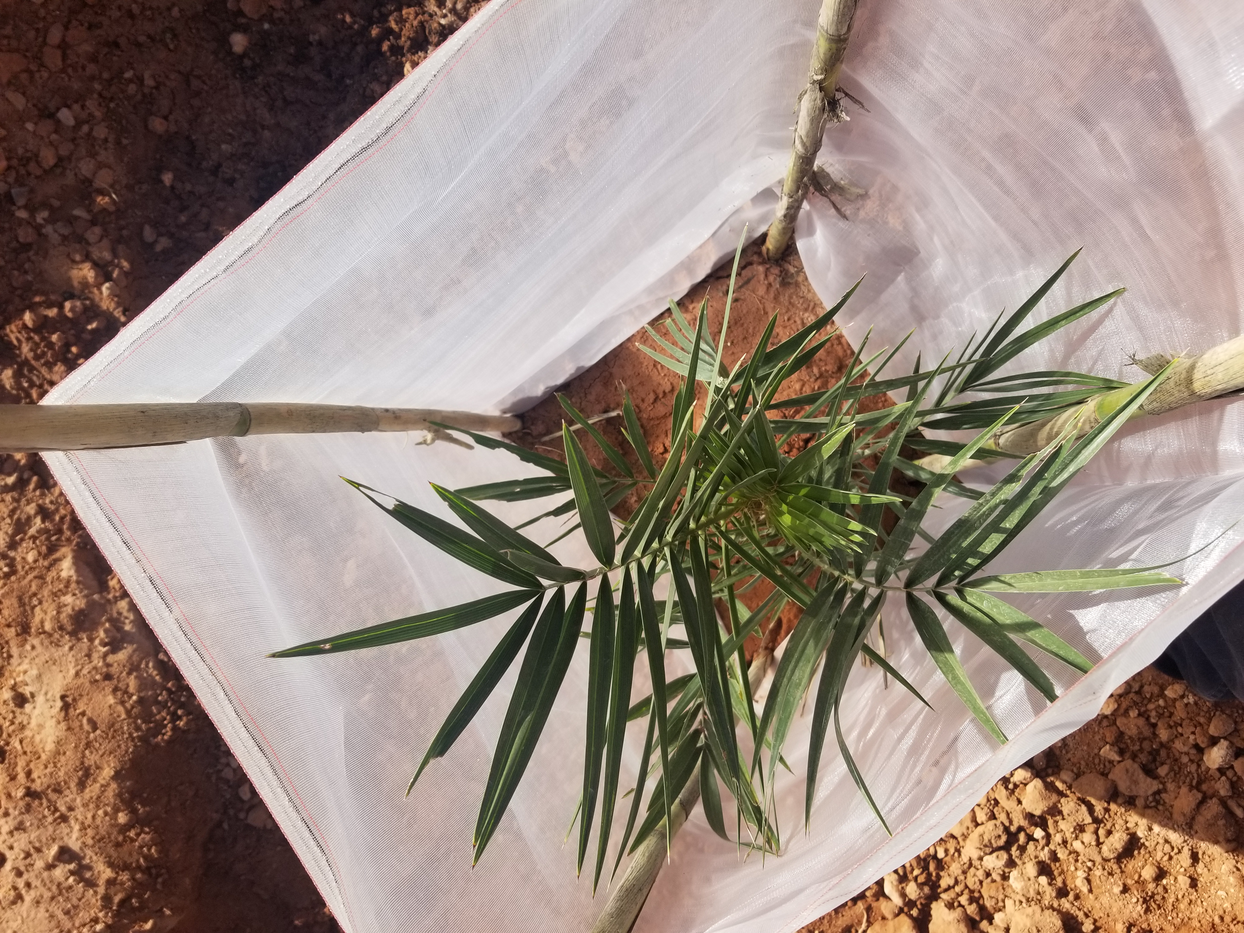 Assistance technique pour le suivi et la supervision des travaux de plantation des palmiers dattiers au niveau des palmeraies de M’daghra, Kheng, Aoufous, Oued Naam, Tadighouste, Ghriss Essoufli, Mellaab et Aghbalou N’kerdouss   relevant de la zone d’action de l’ORMVA/TF