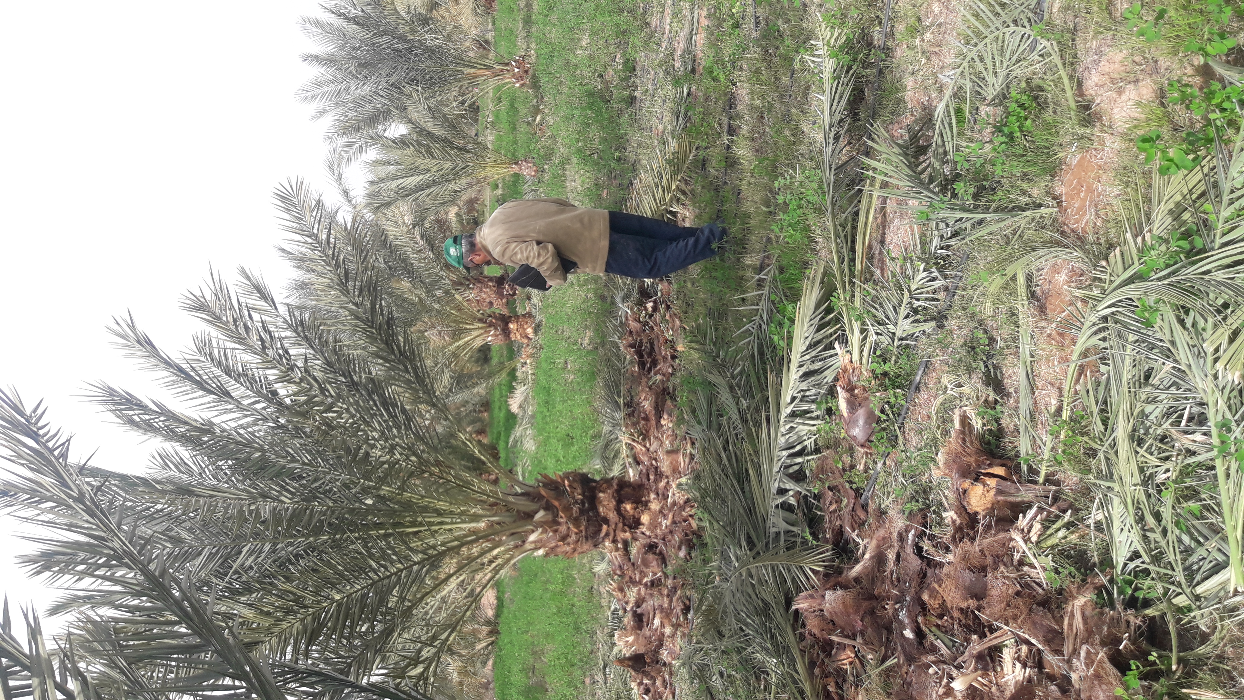 Assistance technique de l’Office Régional de Mise en Valeur Agricole d’Ouarzazate pour la supervision et le suivi des travaux de nettoyage de 40.000 touffes du palmier dattier