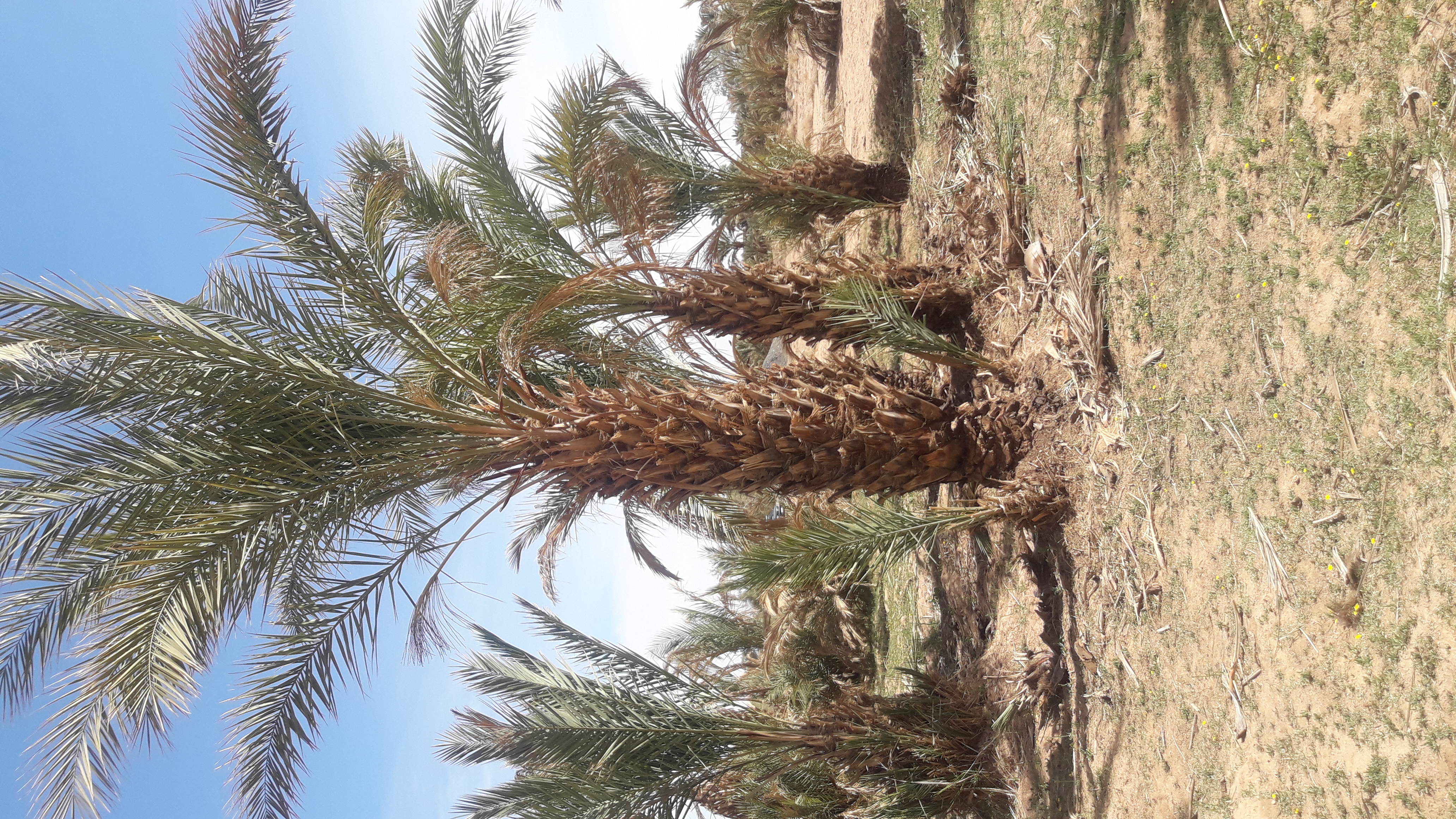 Assistance technique de l’Office Régional de Mise en Valeur Agricole d’Ouarzazate pour la supervision et le suivi des travaux de nettoyage de 40.000 touffes du palmier dattier