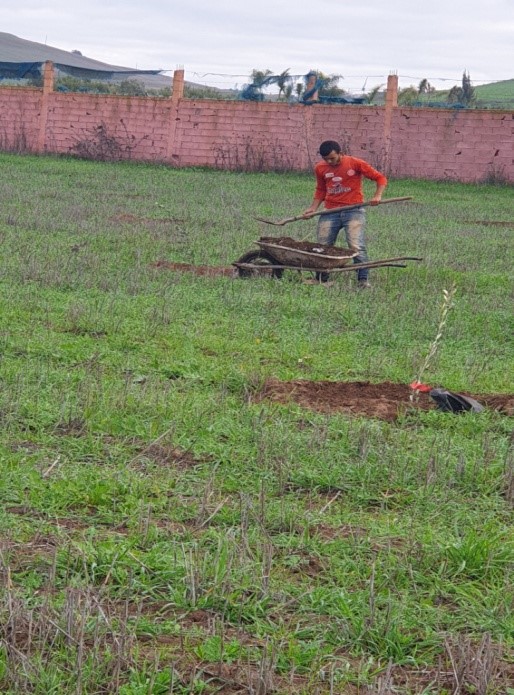 Assistance technique pour les travaux de plantation de 100 ha d’olivier dans la commune de Shoul préfecture de Salé