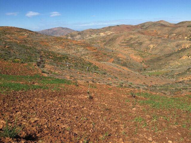 Assistance technique pour La supervision des travaux de plantation fruitière (oliviers) et l'accompagnement des groupements bénéficiaires dans la zone d'action de la DPA de Nador