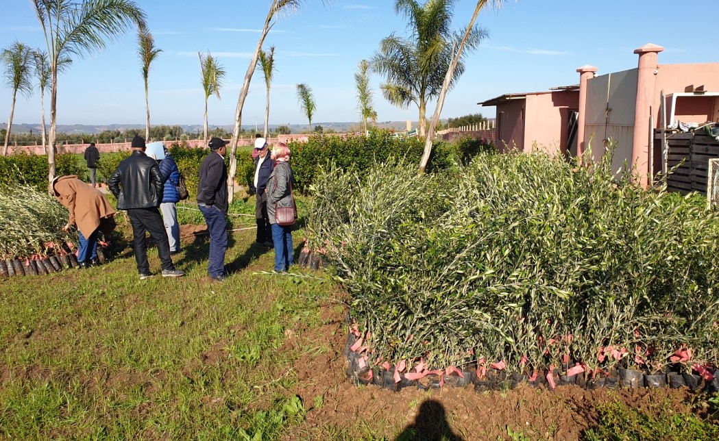 Assistance technique pour les travaux de plantation de 100 ha d’olivier dans la commune de Shoul préfecture de Salé