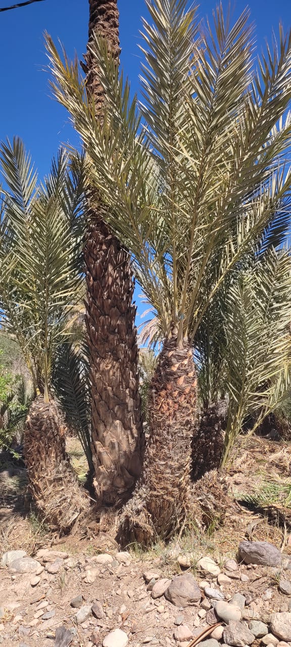 Assistance technique de l’Office Régional de Mise en Valeur Agricole d’Ouarzazate pour la supervision et le suivi des travaux de nettoyage de 40.000 touffes du palmier dattier