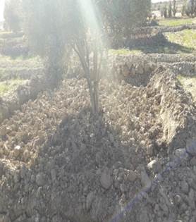 Assistance technique pour la supervision des travaux de réhabilitation de 500 ha d’olivier, dans la commune rurale d’Ain Bouali – Province de My Yacoub