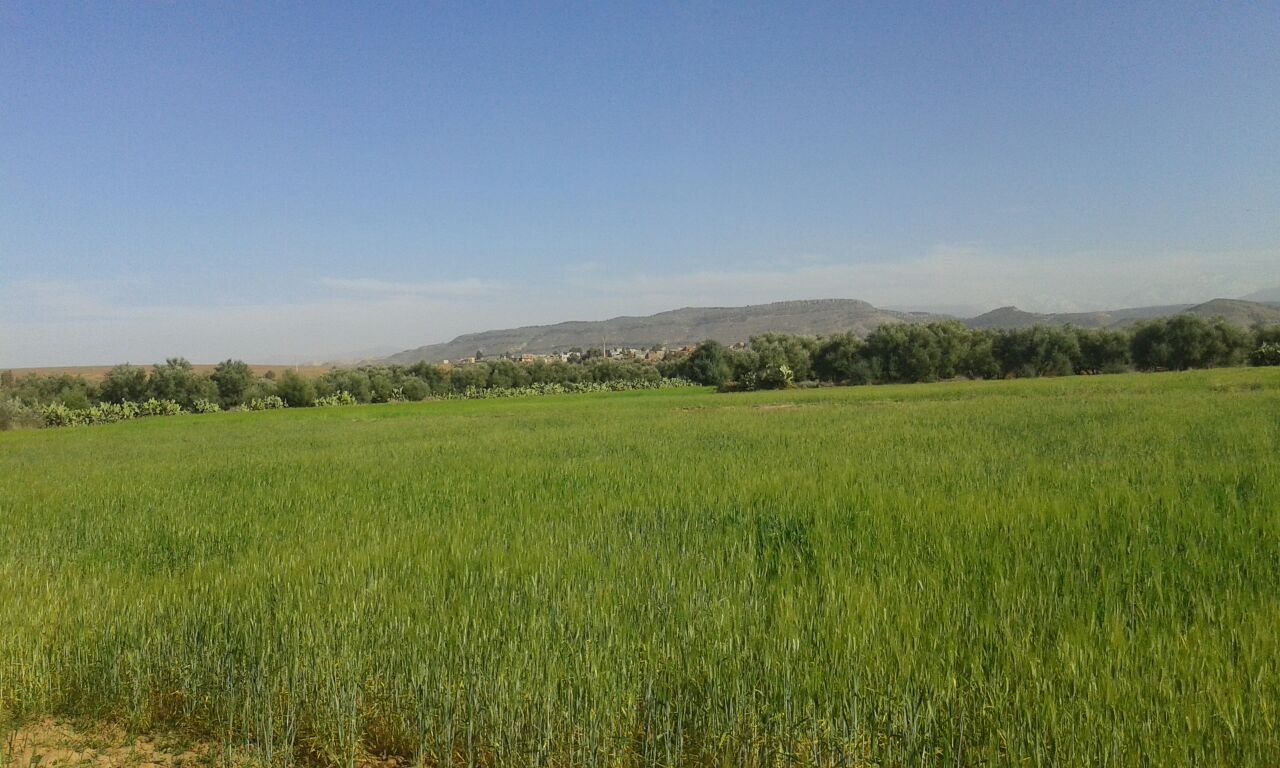 Assistance technique pour la supervision des travaux de plantation d'olivier sur une superficie de 600 Ha dans les communes rurales  (Ait Ourir, Ait Sidi Daoud et Ait Faska) au niveau de la province d'Al Houz.