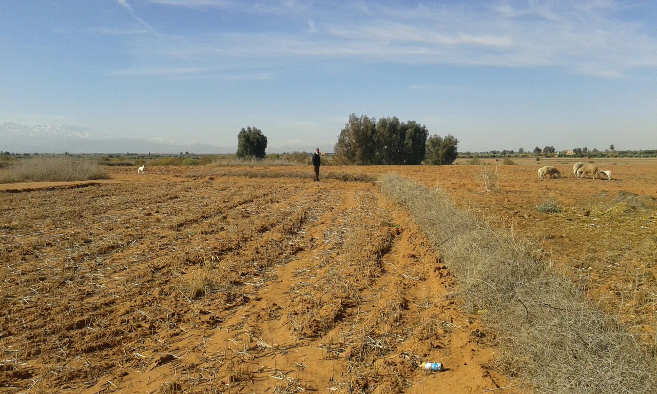 Assistance technique pour la supervision des travaux de plantation d'olivier sur une superficie de 600 Ha dans les communes rurales  (Ait Ourir, Ait Sidi Daoud et Ait Faska) au niveau de la province d'Al Houz.