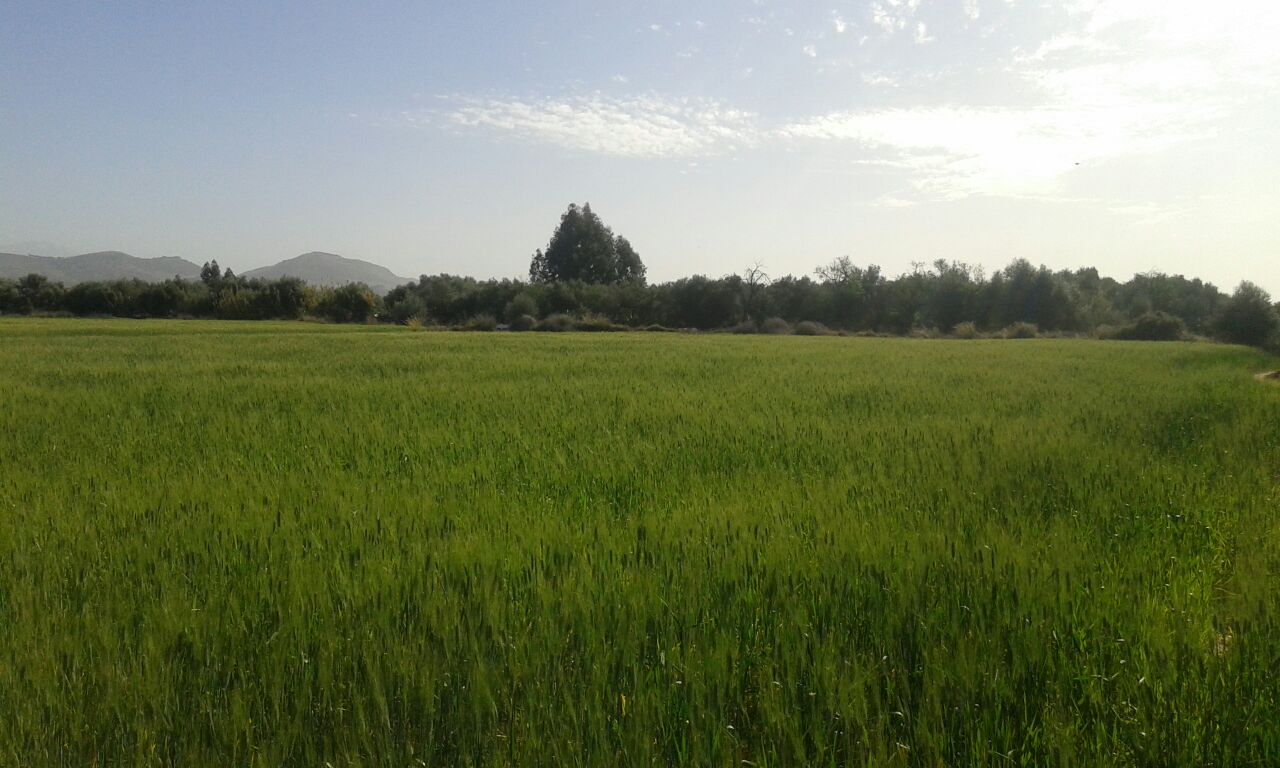 Assistance technique pour la supervision des travaux de plantation d'olivier sur une superficie de 600 Ha dans les communes rurales  (Ait Ourir, Ait Sidi Daoud et Ait Faska) au niveau de la province d'Al Houz.