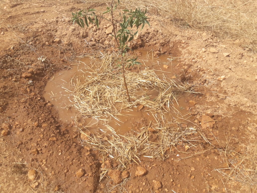 Assistance technique pour la mise en œuvre des projets de développement de la filière amandier rentrant dans le cadre du Plan Maroc Vert dans la zone d’action de la DRA Tadla Azilal