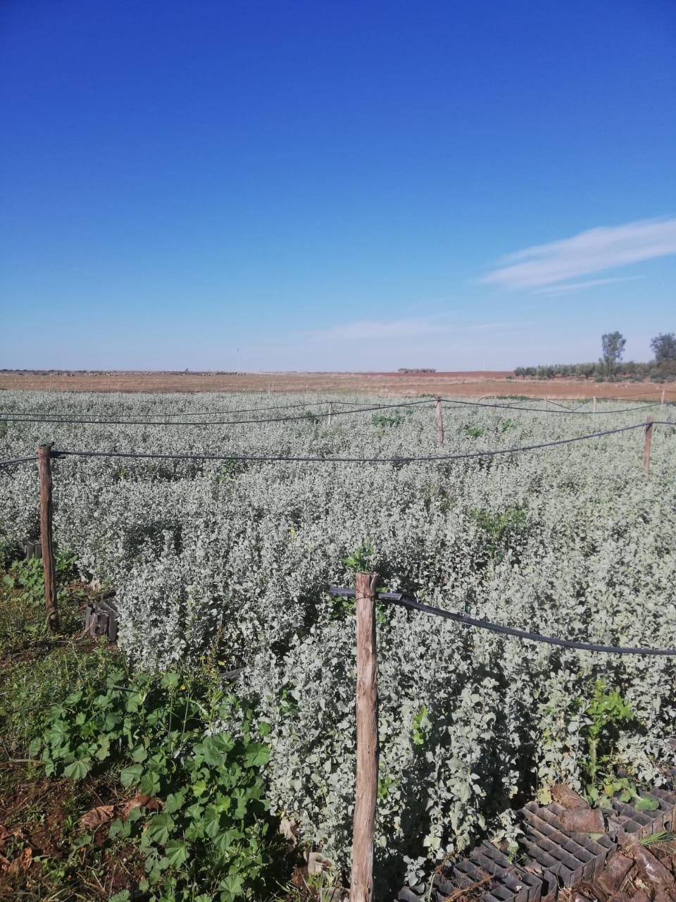 Assistance technique pour la supervision, le suivi et le contrôle des travaux relatifs au marché de plantation d’arbustes fourragers au niveau de la Province d'Errachidia