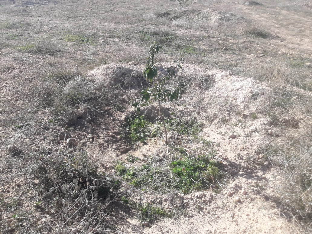Assistance technique pour la mise en œuvre des projets de développement de la filière amandier rentrant dans le cadre du Plan Maroc Vert dans la zone d’action de la DRA Tadla Azilal