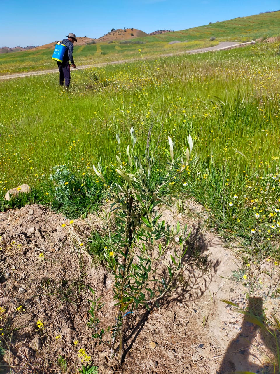 Assistance technique pour la supervision, le suivi et le contrôle des travaux de plantation de 200 hectares de l’olivier et 36 ha de la lavande et l’accompagnement des groupements des agriculteurs bénéficiaires, au niveau de la commune territoriale d’Aguelmous Province de Khenifra