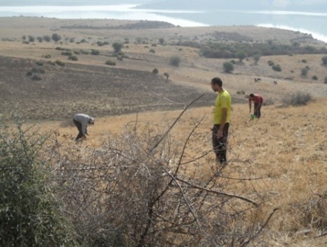 Assistance technique pour le suivi des travaux de plantation dans la zone de l’Office Régional de Mise en Valeur Agricole du Loukkos