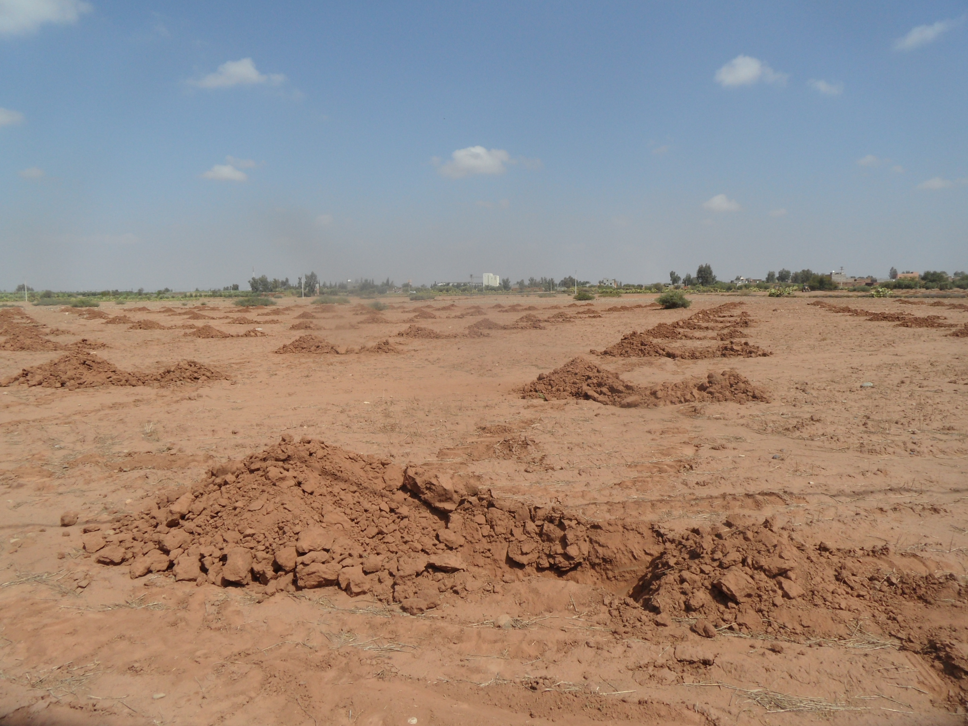 Assistance technique pour la supervision des travaux de plantation d'olivier sur une superficie de 600 Ha dans les communes rurales  (Ait Ourir, Ait Sidi Daoud et Ait Faska) au niveau de la province d'Al Houz.