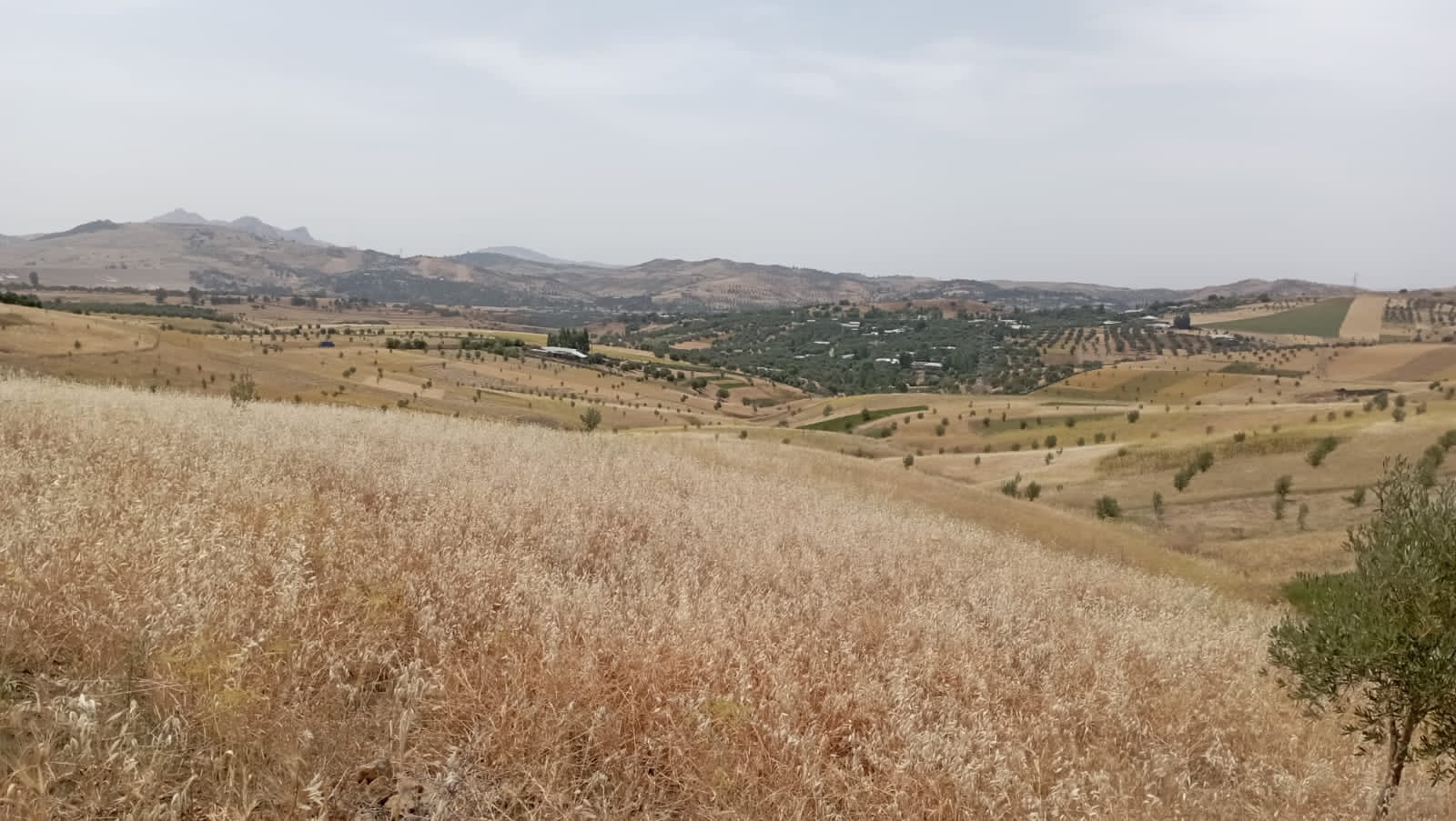 Réalisation de l’enquête rendement objectif communal des céréales, légumineuses et oléagineuses de l’année 2022 au profit de la Direction Régionale de l’Agriculture de Rabat- Salé -Kenitra.
