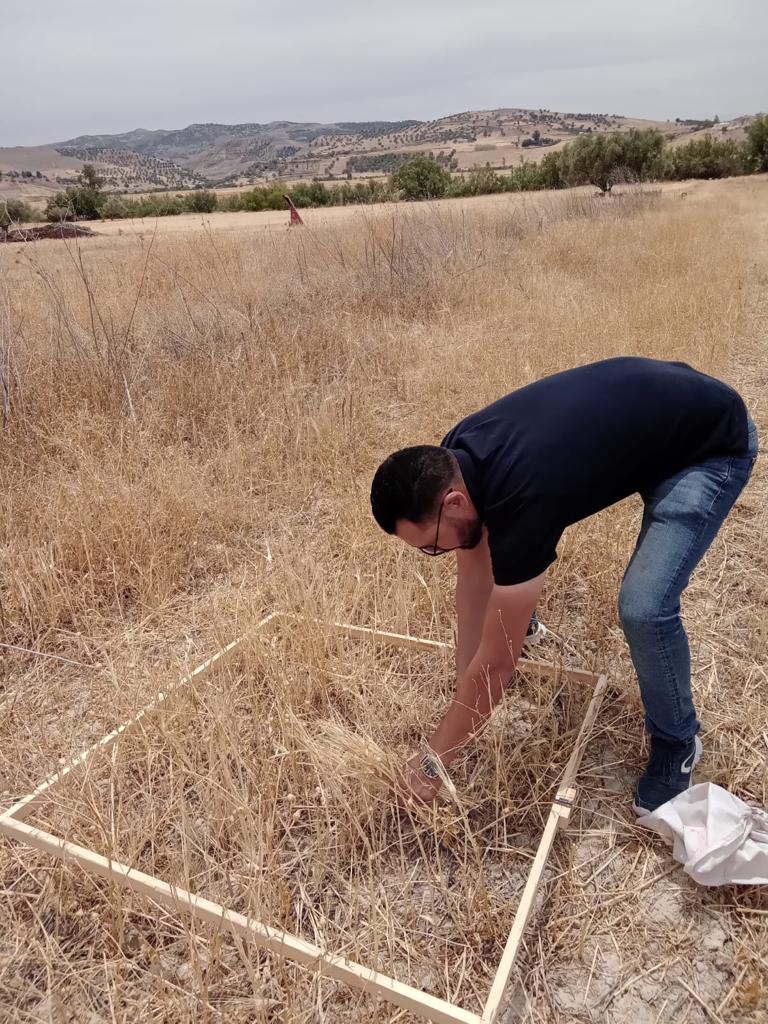 Réalisation de l’enquête rendement objectif communal des céréales, légumineuses et oléagineuses de l’année 2022 au profit de la Direction Régionale de l’Agriculture de Rabat- Salé -Kenitra.