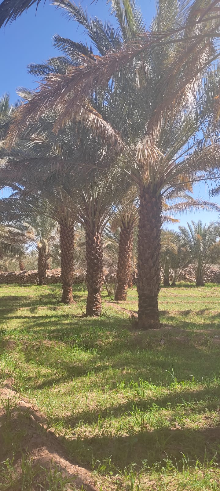 Assistance technique de l’Office Régional de Mise en Valeur Agricole d’Ouarzazate pour la supervision et le suivi des travaux de nettoyage de 40.000 touffes du palmier dattier
