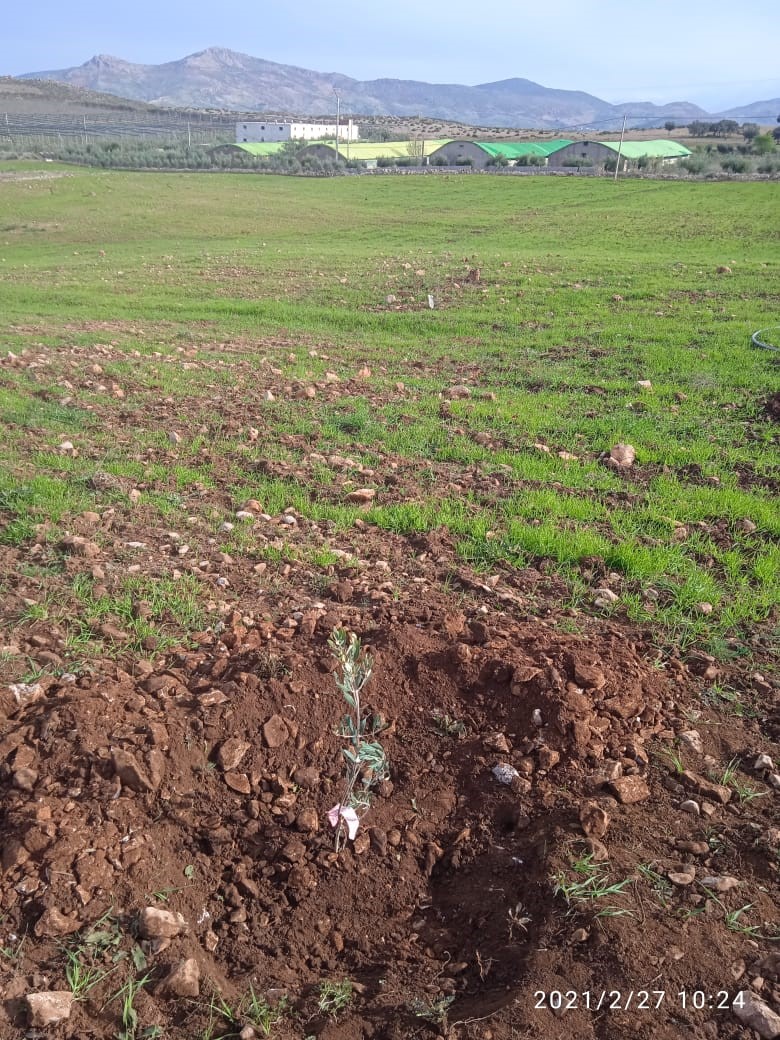 Assistance technique pour la supervision, le suivi et le contrôle des travaux de plantation d'olivier sur une superficie de 400 ha, au niveau des périmètres relevant du Cercle d’El Menzel, Province de Sefrou
