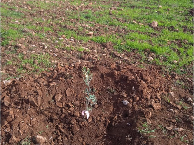 Assistance technique pour la supervision, le suivi et le contrôle des travaux de plantation d'olivier sur une superficie de 400 ha, au niveau des périmètres relevant du Cercle d’El Menzel, Province de Sefrou