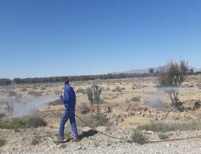 Assistance technique pour la supervision des travaux de réhabilitation de 500 ha d’olivier, dans la commune rurale d’Ain Bouali – Province de My Yacoub