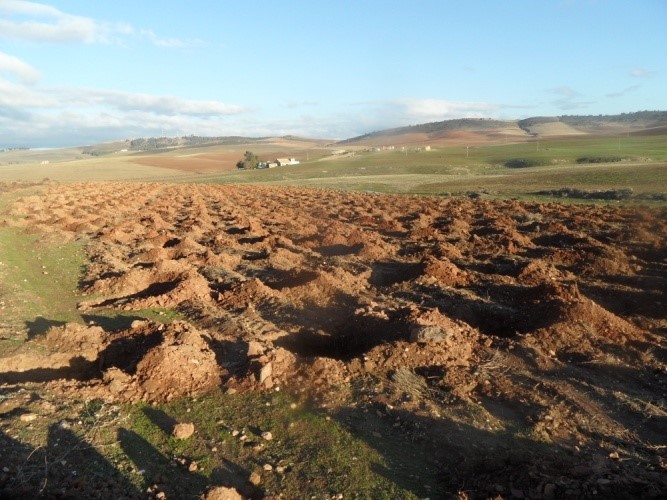 Assistance technique pour le suivi des travaux de plantation de Pommier et l’accompagnement des groupements des bénéficiaires sur une superficie de 50 ha dans la Commune Rurale d’Oulmès relevant de la zone d’action de la Direction Provinciale de l’Agriculture de Khemisset