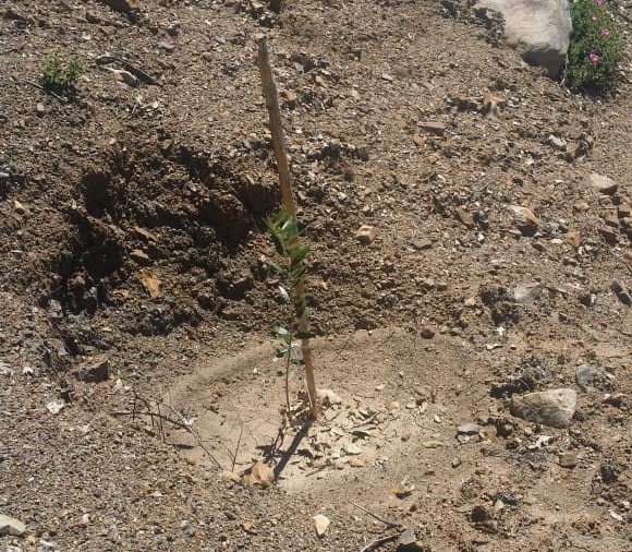 Assistance Technique pour le suivi des travaux de plantation arboricole et l'accompagnement des groupements bénéficiaires dans la zone d'action de la DPA d'Ouezzane