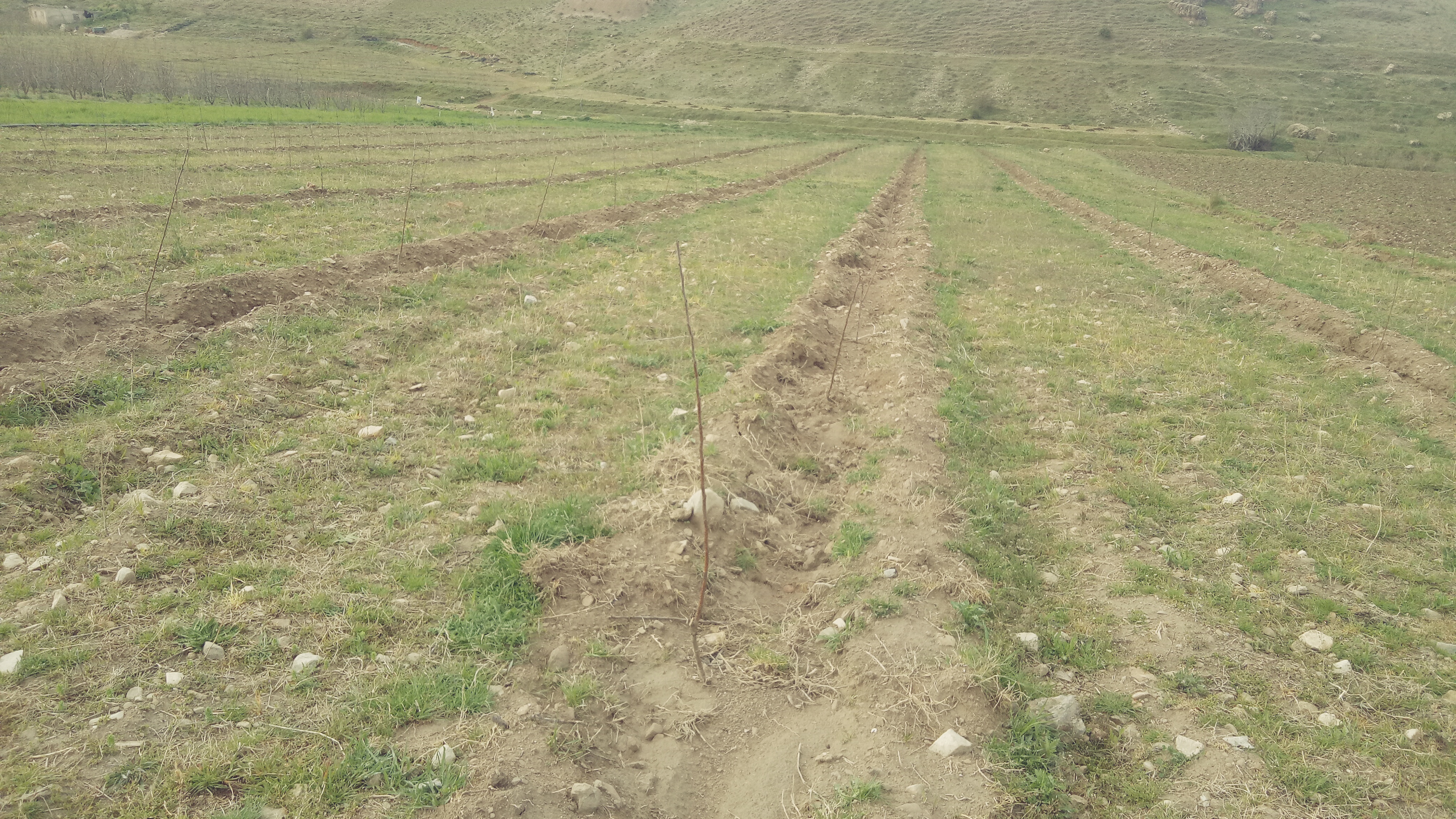 Assistance technique pour le suivi des travaux de plantation de Pommier et l’accompagnement des groupements des bénéficiaires sur une superficie de 50 ha dans la Commune Rurale d’Oulmès relevant de la zone d’action de la Direction Provinciale de l’Agriculture de Khemisset