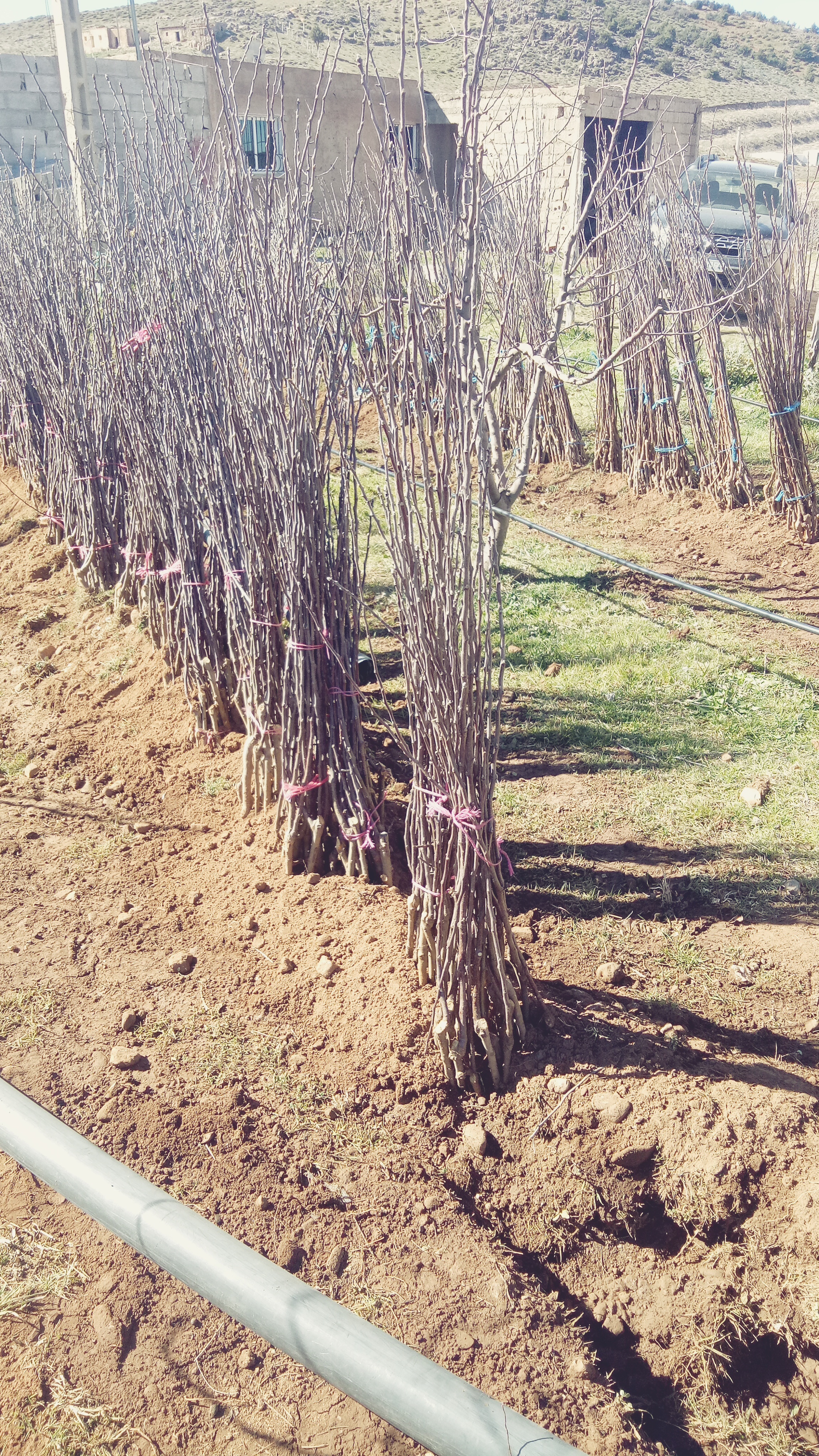 Assistance technique pour le suivi des travaux de plantation de Pommier et l’accompagnement des groupements des bénéficiaires sur une superficie de 50 ha dans la Commune Rurale d’Oulmès relevant de la zone d’action de la Direction Provinciale de l’Agriculture de Khemisset