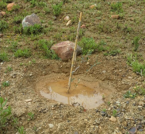 Assistance Technique pour le suivi des travaux de plantation arboricole et l'accompagnement des groupements bénéficiaires dans la zone d'action de la DPA d'Ouezzane