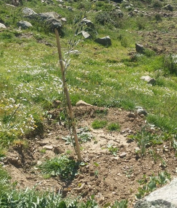 Assistance Technique pour le suivi des travaux de plantation arboricole et l'accompagnement des groupements bénéficiaires dans la zone d'action de la DPA d'Ouezzane